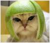 Funny Cat's Avatar