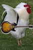 pickinrooster's Avatar