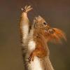squirreltrench's Avatar