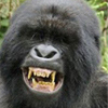Ironmalk's Avatar