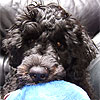 bongomania's Avatar