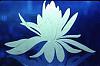 goldenlotus's Avatar