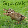 Squawk's Avatar
