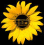 drycounty's Avatar